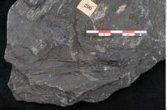 Foto (Detailansicht) von Senftenbergia crenata Lindl. et H. (NHMW-GEO-2024-0188-10944)